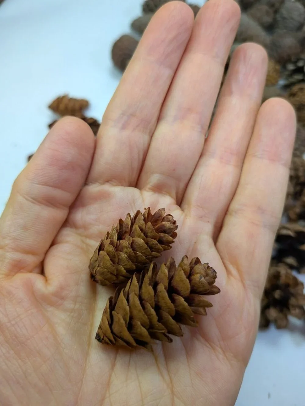 Huge 130+ Pc Botanical Craft Supply Lot Sweetgum Lotus Pods Acorns Pinecones